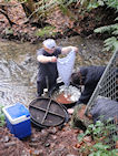 Placing the Coho Salmon eggs into the barrel
