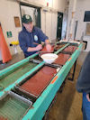 Viewing Salmon Eggs At Hatchery